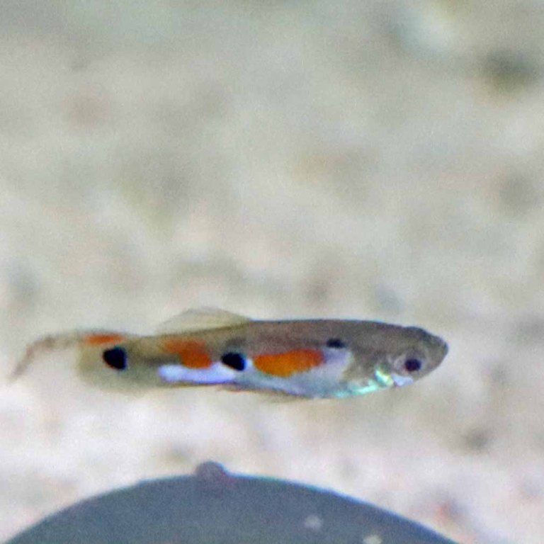 Guppy