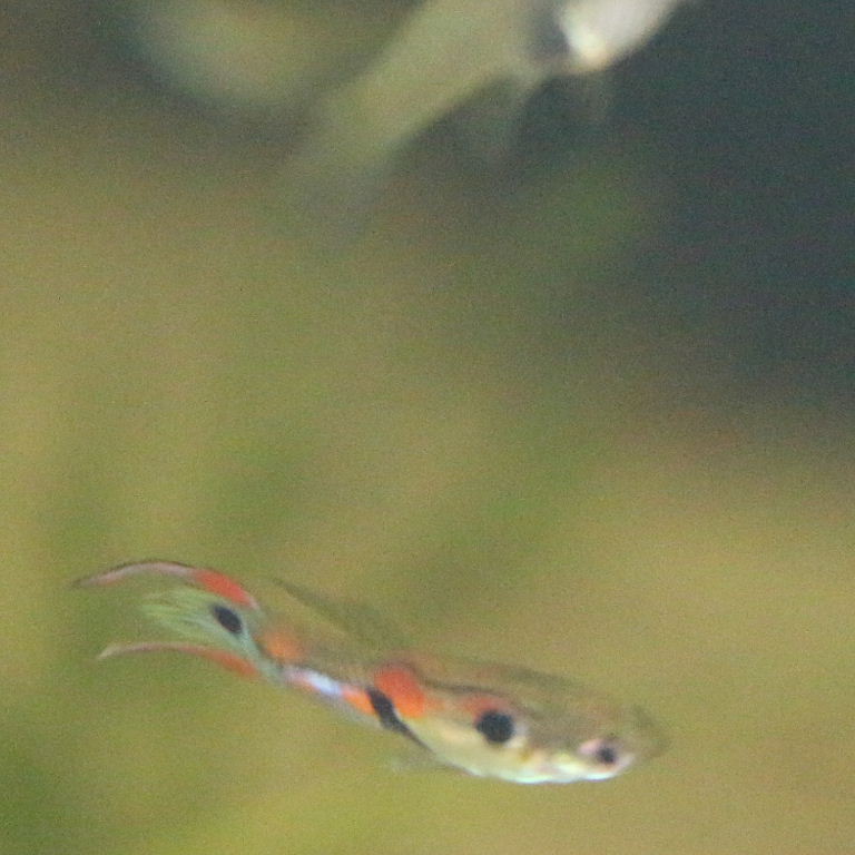 Guppies