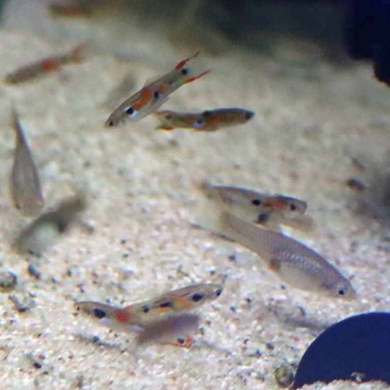 Guppy