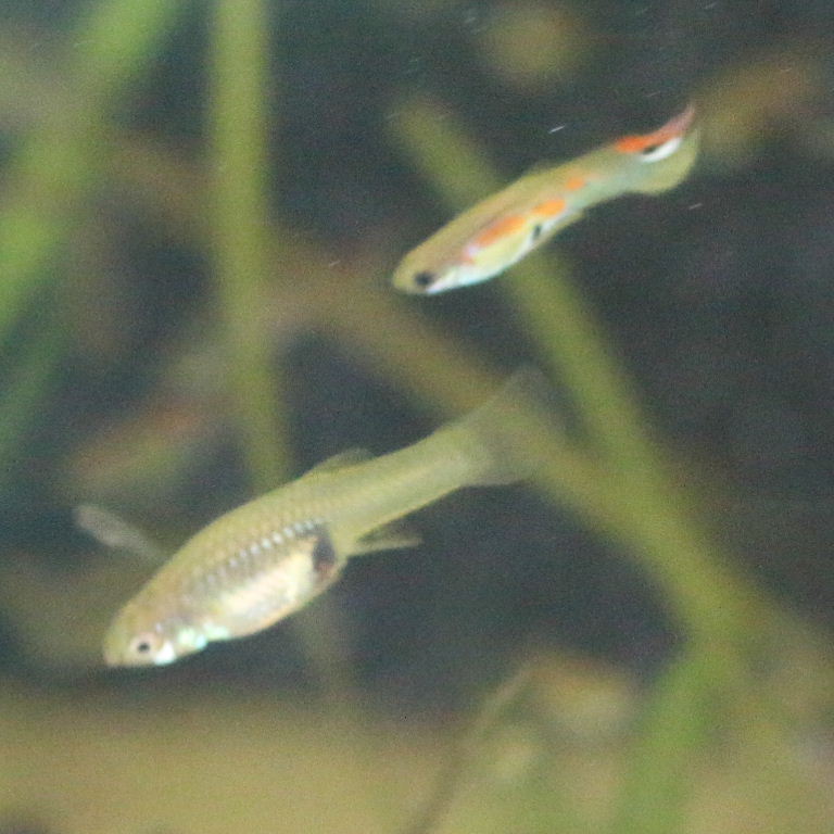 Guppy