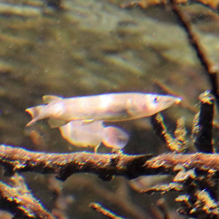 King Halfbeak