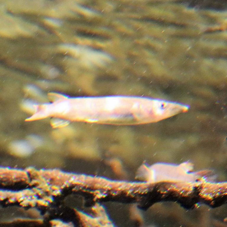 King Halfbeak