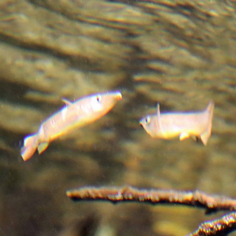 King Halfbeak