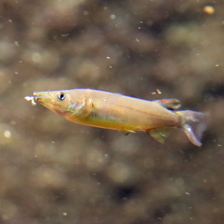King Halfbeak