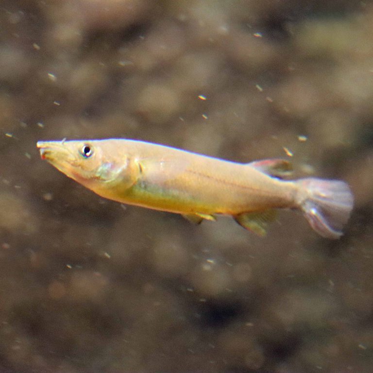 King Halfbeak