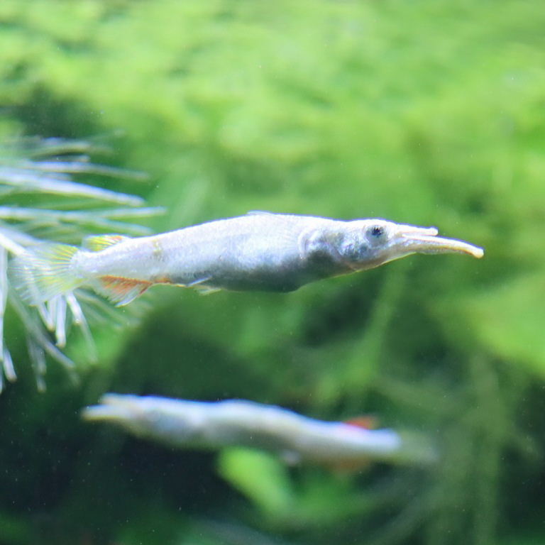 Wrestling Halfbeak