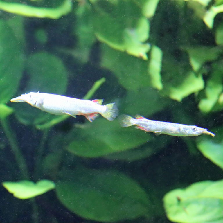 Wrestling Halfbeak