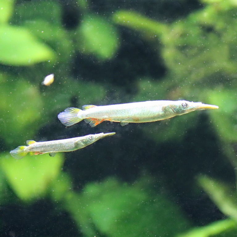 Wrestling Halfbeak