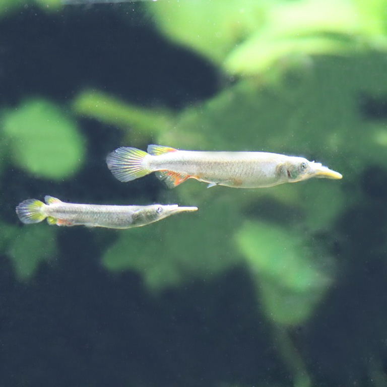 Wrestling Halfbeak