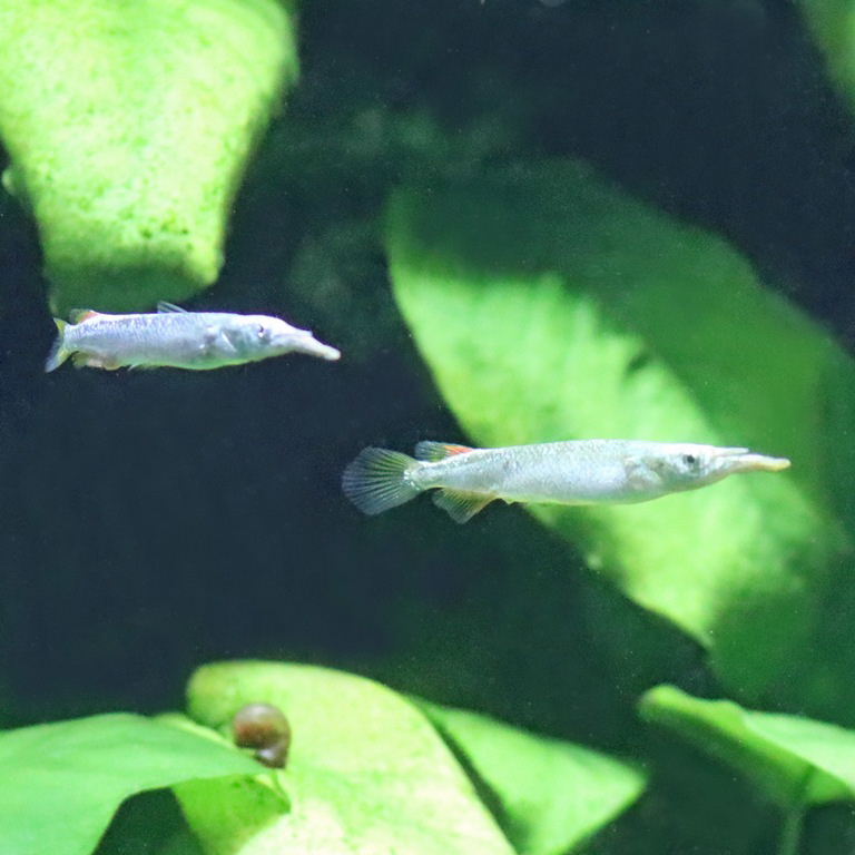 Wrestling Halfbeak