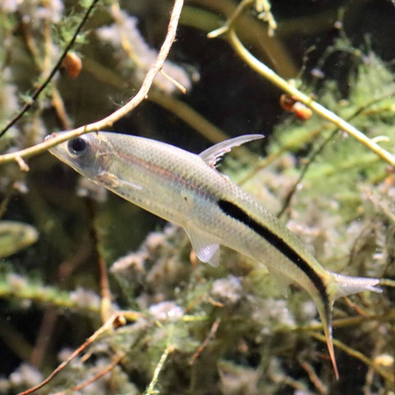 Slender Hemiodus