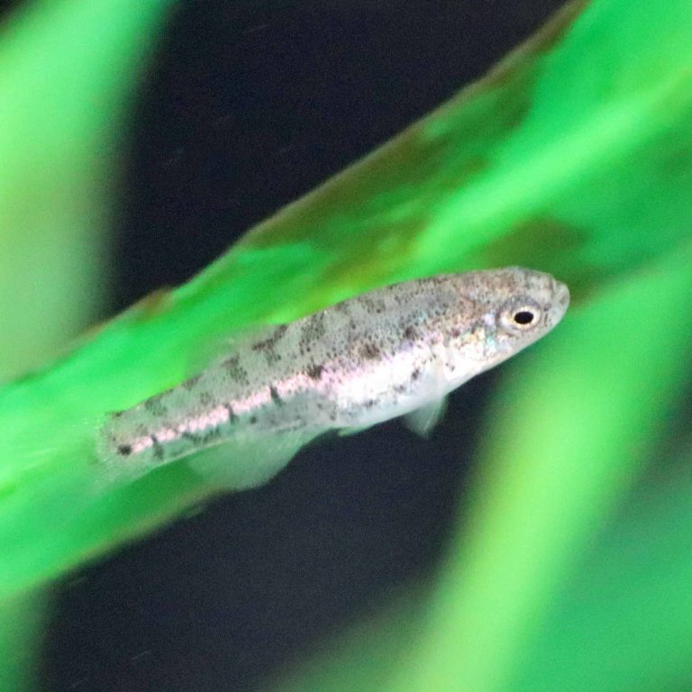 Acigol Killifish