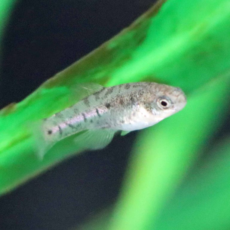 Acigol Killifish female