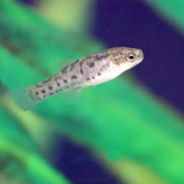 Acigol Killifish