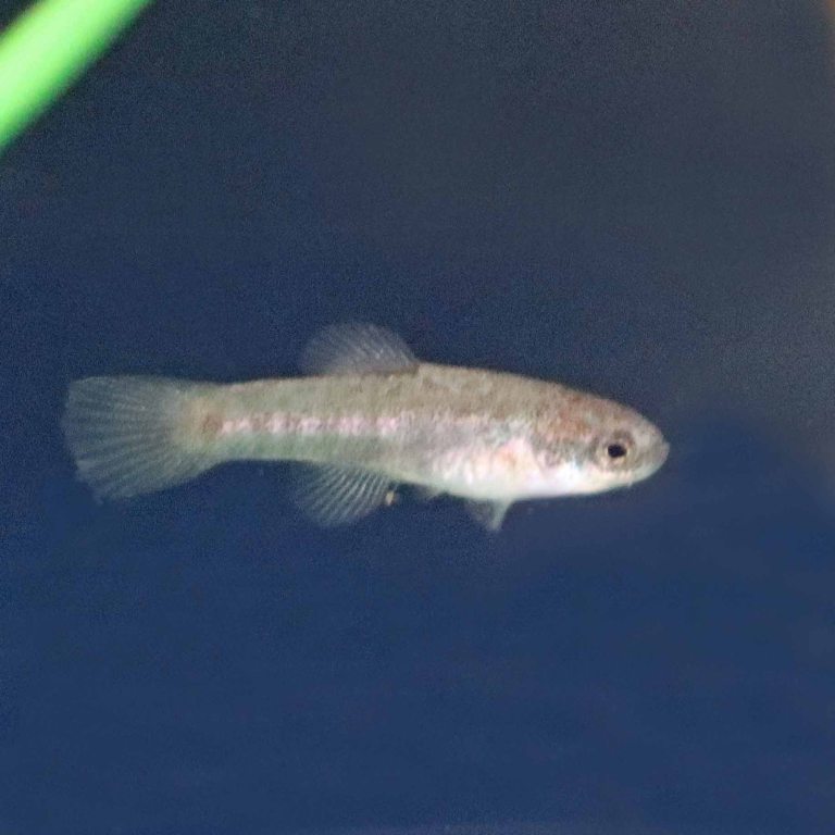 Acigol Killifish