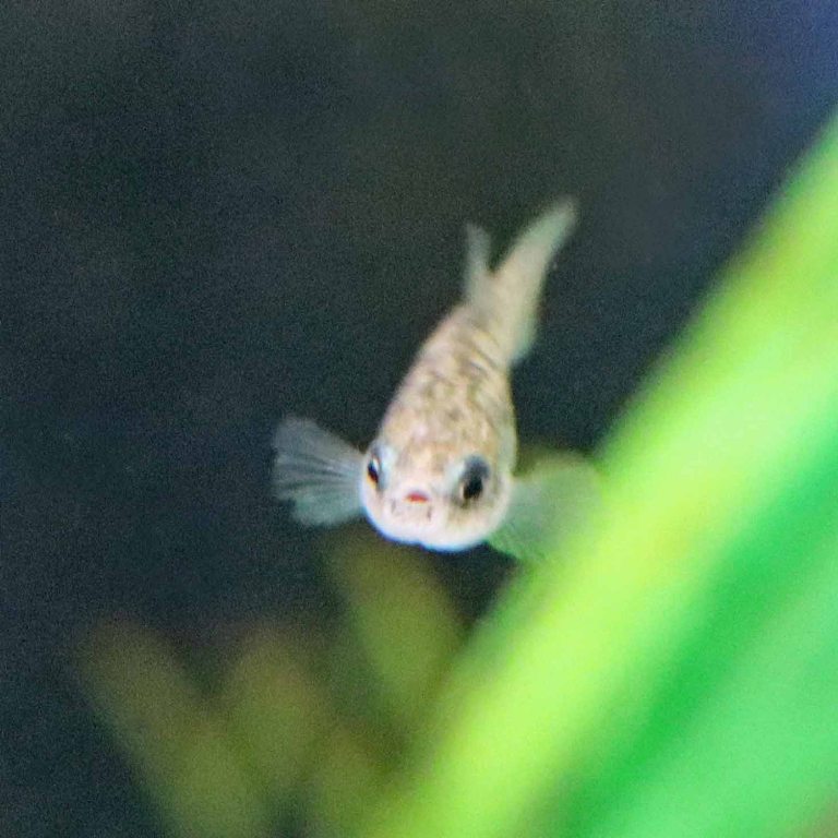 Acigol Killifish