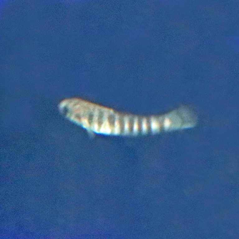 Acigol Killifish male
