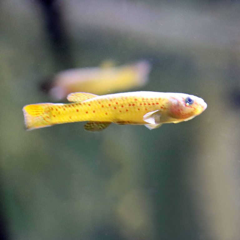 Scheeli's Killifish