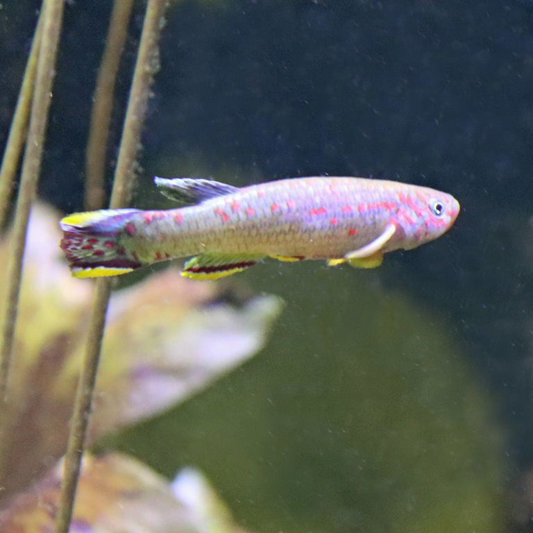 Emerald Killifish