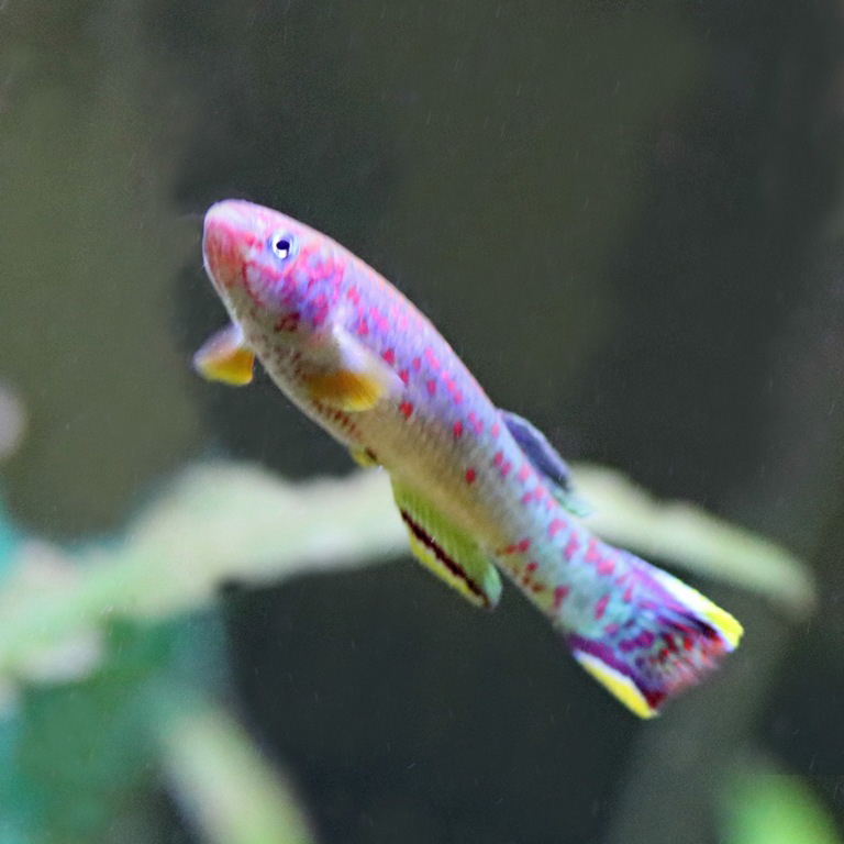 Emerald Killifish