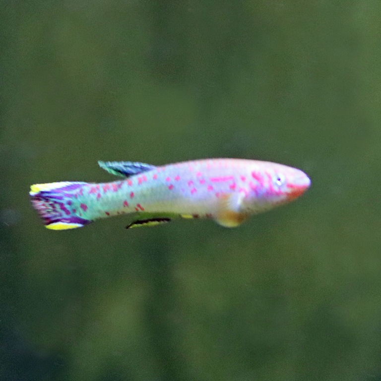 Emerald Killifish