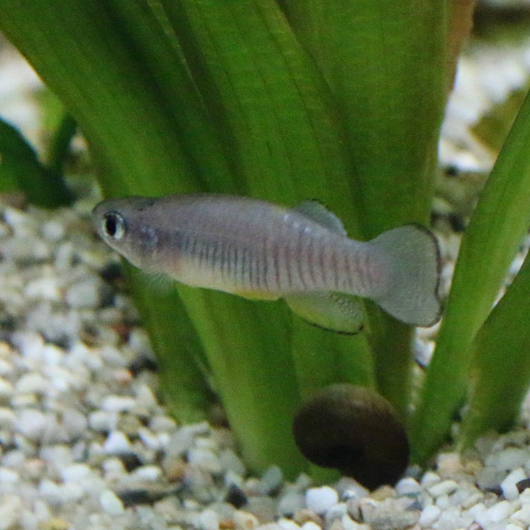 Greek Killifish