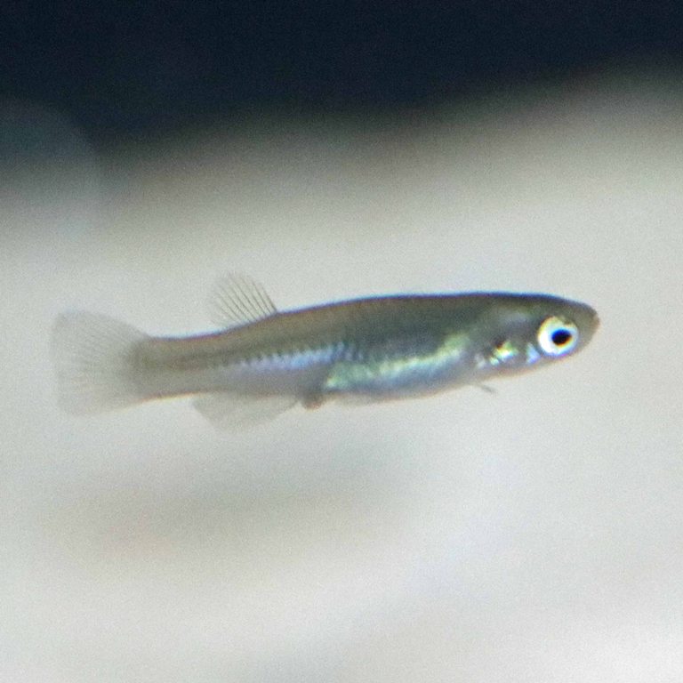 Greek Killifish