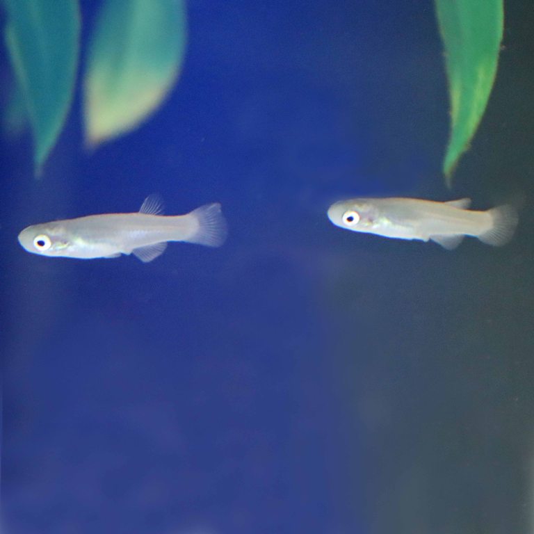 Greek Killifish