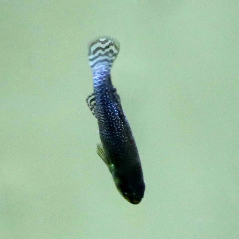 Sahara Aphanius male