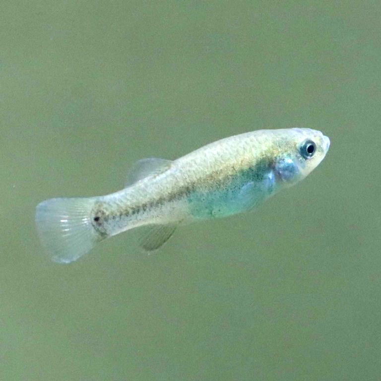 Sahara Aphanius female