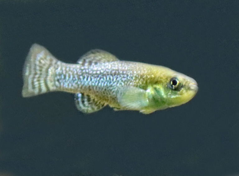 Sahara Aphanius male