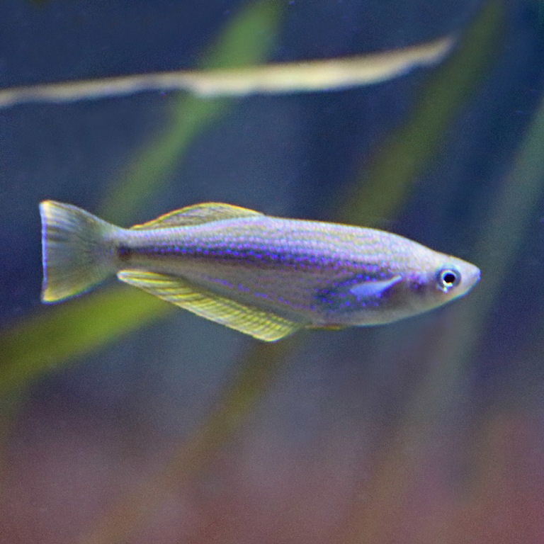 Tanganyika Killifish