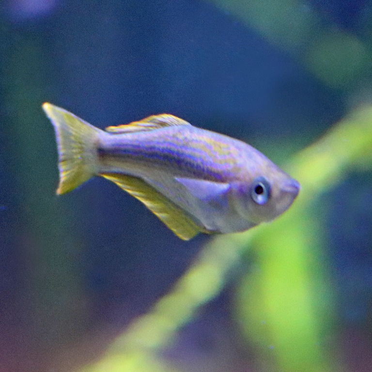 Tanganyika Killifish