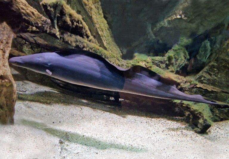 Aba Aba African Knifefish