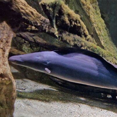 Aba Aba African Knifefish