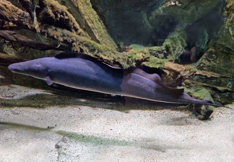 Aba Aba African Knifefish