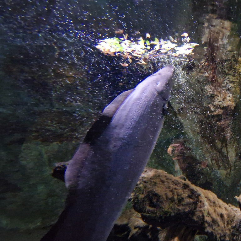 Aba Aba African Knifefish