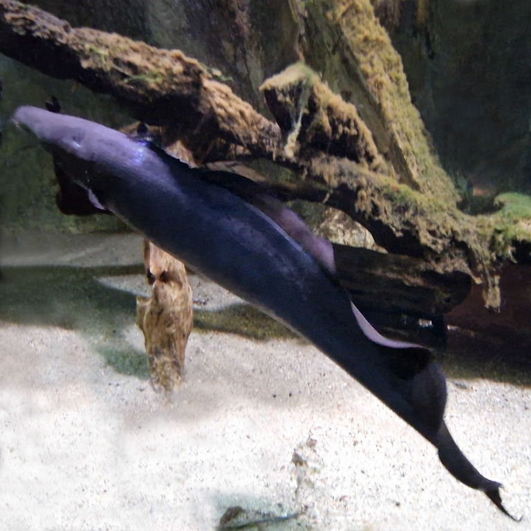 Aba Aba African Knifefish