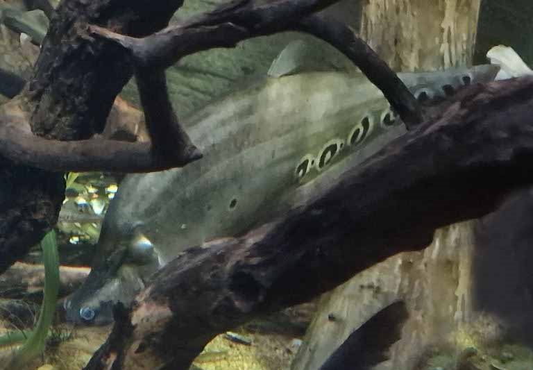 Clown Knifefish