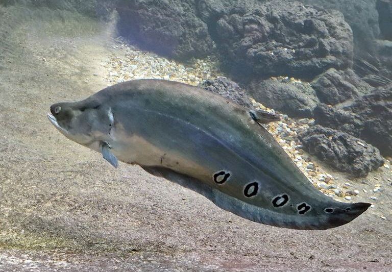 Clown Knifefish