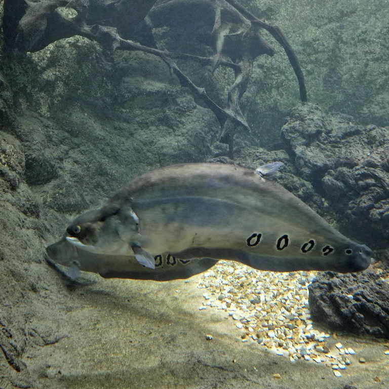 Clown Knifefish