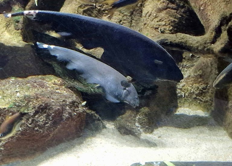 Black Ghost Knifefish