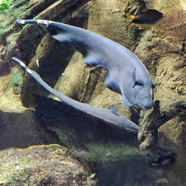 Black Ghost Knifefish