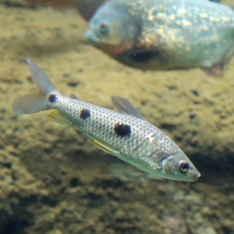 Threespot Leporinus