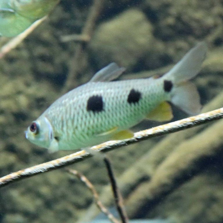 3-spot Leporinus