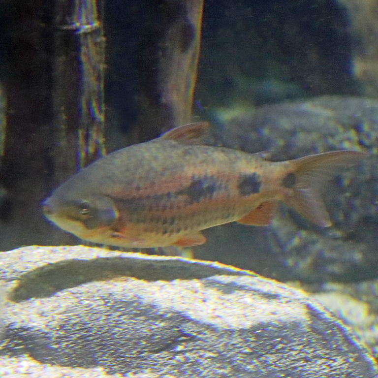 Strawberry Leporinus
