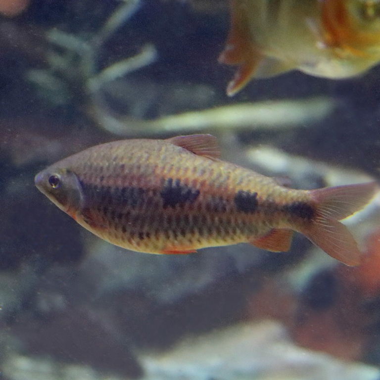 Strawberry Leporinus