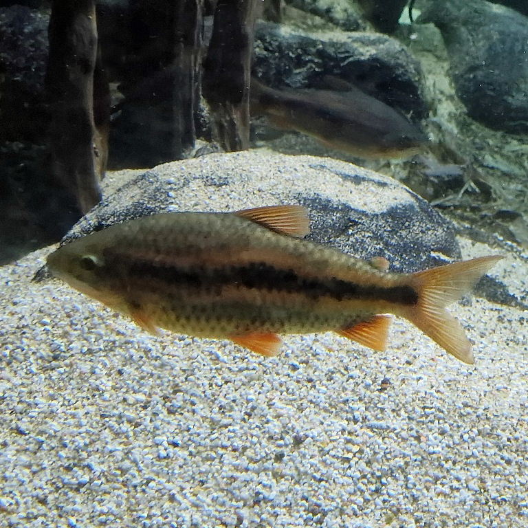 Strawberry Leporinus