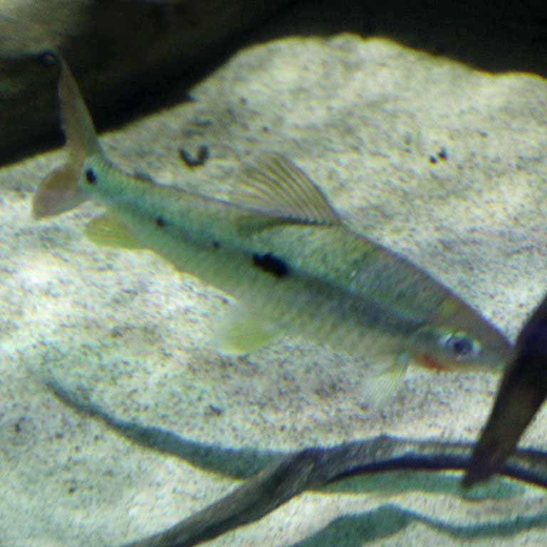 3-spot Leporinus
