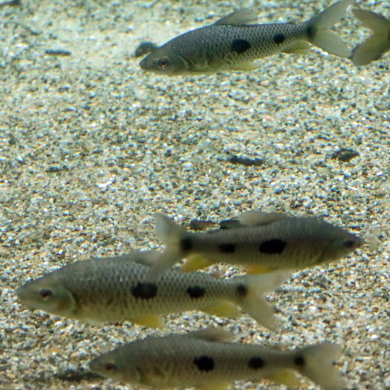 Dot Dash Leporinus